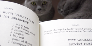 The cats are watching Goulash